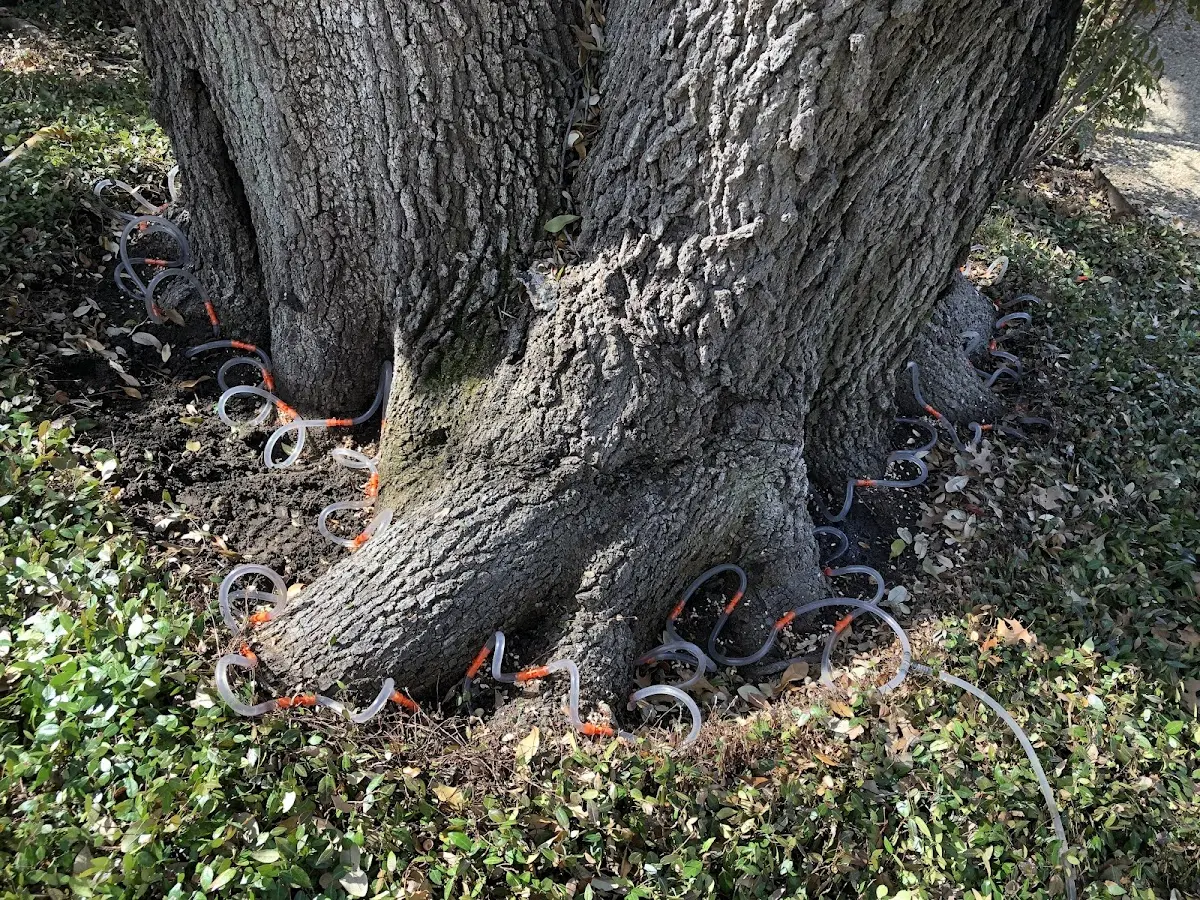Detailed Tree Cabling and Bracing job site in Symsonia